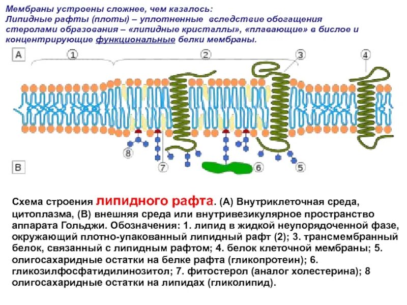 Транспорт белков внутриклеточный. Липидные рафты биологических мембран. Рафты клеточных мембран это. Липидные рафты в мембране. Схема образования липидной мембраны.