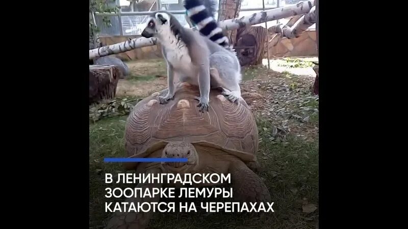 Экскурсия в зоопарк для школьников. Встретимся в зоопарке. Всемирный день защиты слонов. Девочка в зоопарке. Интересное для детей.