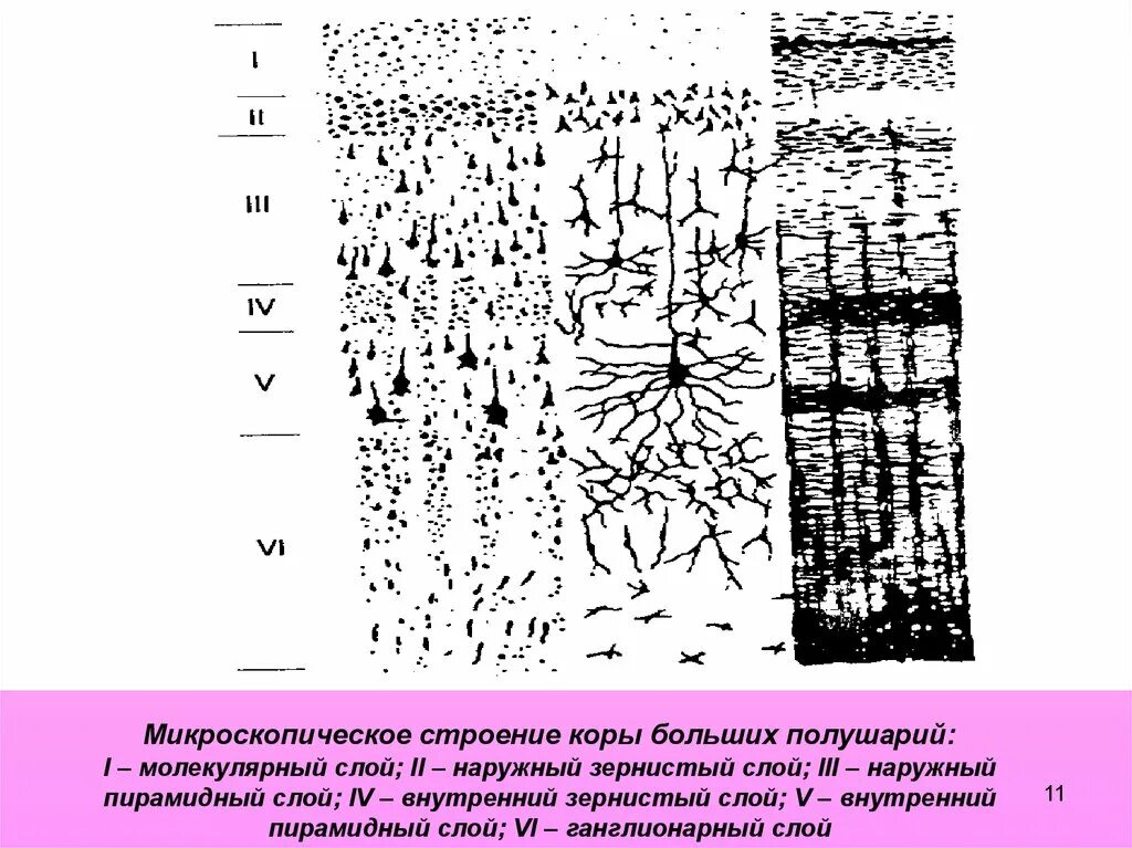 Слои коры полушарий. Микроскопическое строение больших полушарий. Схема строения коры больших полушарий. Шестислойное строение коры головного мозга.