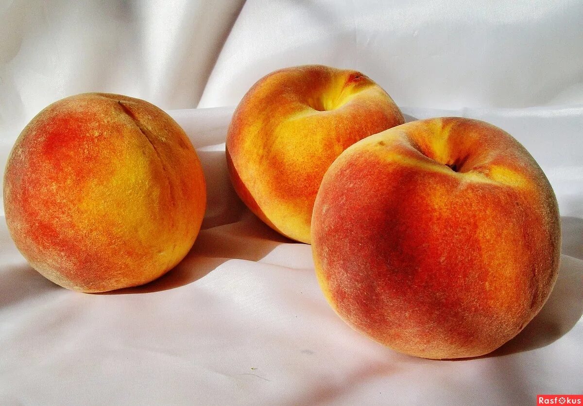 персиковое дерево. яна фрейер. юные персики. девушка с персиками. персики живопись.