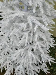 Белая ела