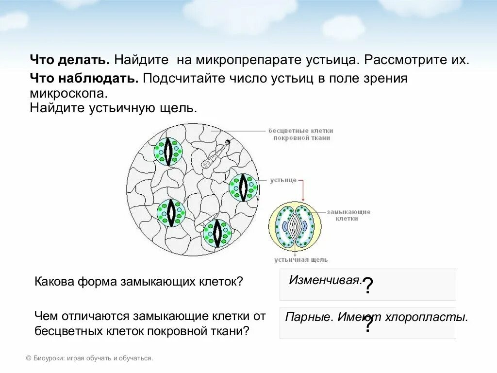 К какой ткани относится устьица у растений. Клетка эпидермиса листа герани. Строение эпидермиса листа герани. Строение клетки эпидермиса листа герани. Строение эпидермы листа герани.