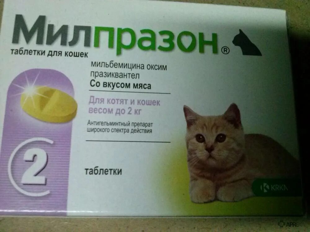 Лекарство для кошек. Котенок с таблетками. Таблетки для кошек. Препараты от запора для кошек. Мочегонное для кошек