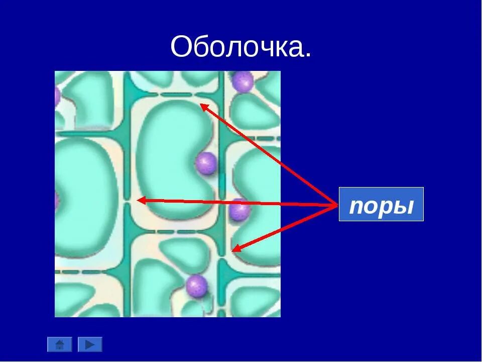 поры клетки. функция пор в ядре клетки. поры клетки. строение поры клетки. строение поры клетки.