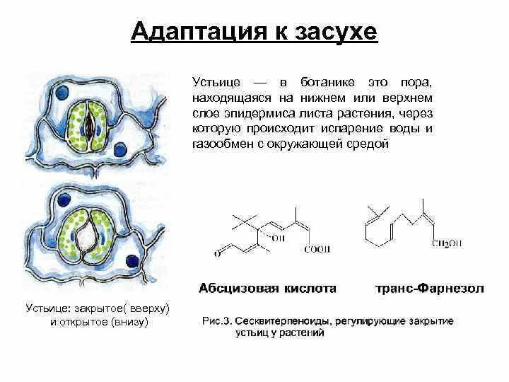 Устьица транспирация. Механизм работы устьиц растений. Строение устьица листа. Транспирация устьица. Участие устьиц в газообмене и испарении воды.