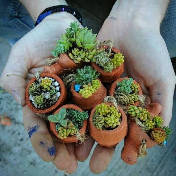 Эхеверия дренаж. Грунт для суккулентов. Грунт для суккулентов. Земля для суккулентов. Суккуленты местоклемы.