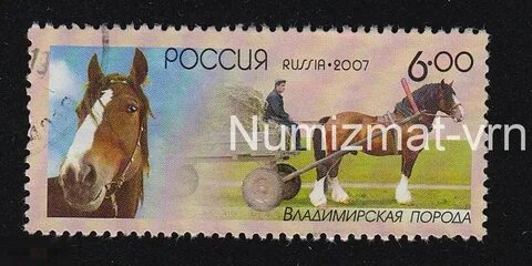 Лошади ивановская область