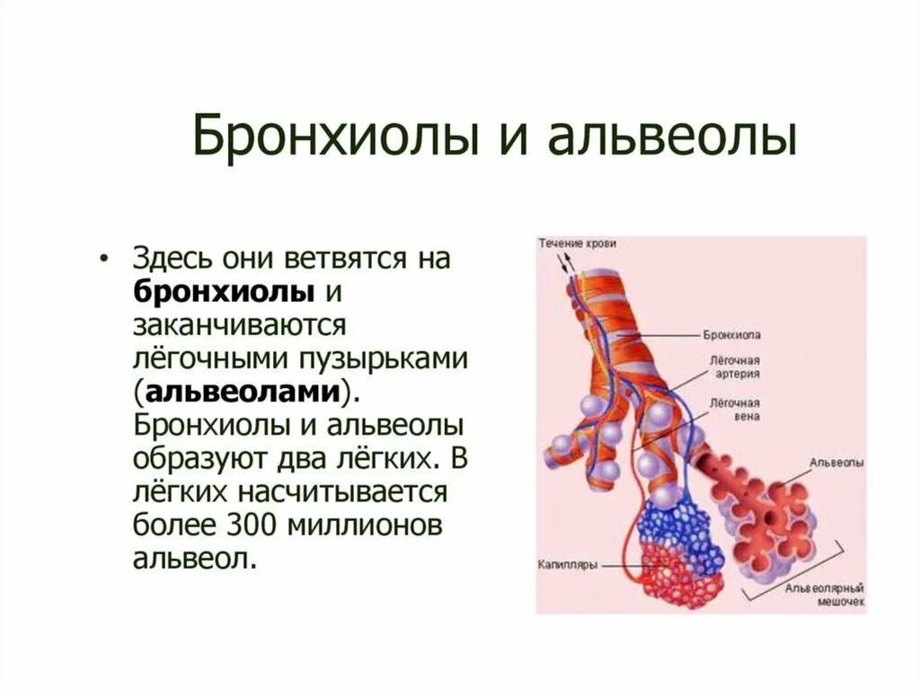 Дыхательная система человека альвеолы