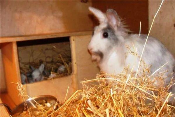 Через сколько рожают кролики. Гнездо для декоративного кролика. Кролики гнездо для окрола.