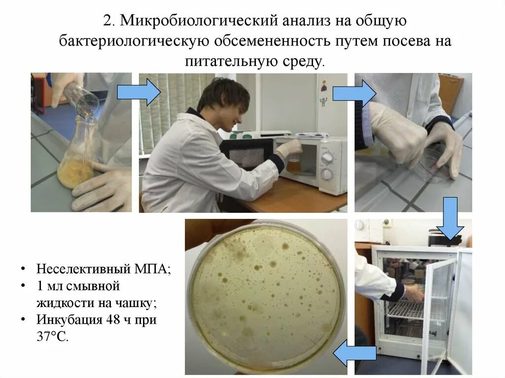 Схема микробиологического исследования. Микробиология исследования. Микробиологический посев. Посев (микробиология). Мук микробиологический анализ воды