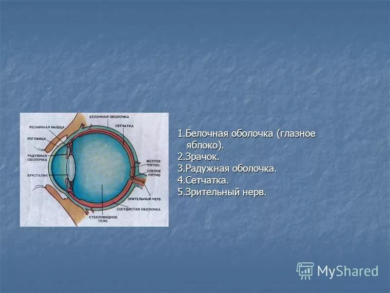 Функции оболочки глаза сетчатка