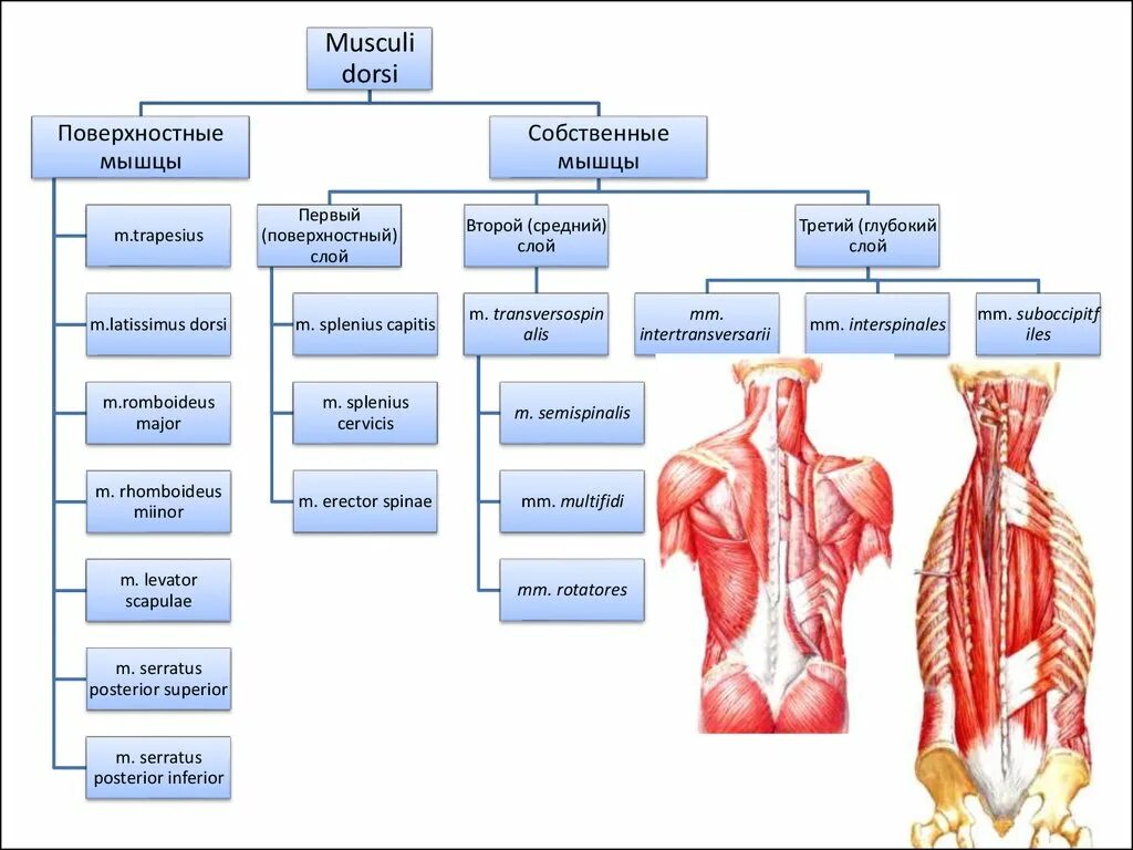 Мышцы туловища анатомия. Мышцы и фасции спины и грудины анатомия. Мышцы груди топография и функции. Мышцы и фасции грудины анатомия. Распределите мышцы по группам