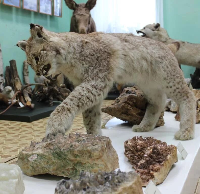 режевской исторический музей реж. музей самоцветная полоса урала реж. режевской исторический музей. музей режа. музей режа.