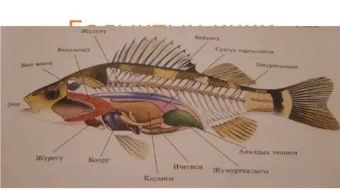 Светлана Букинаның порно видеосы