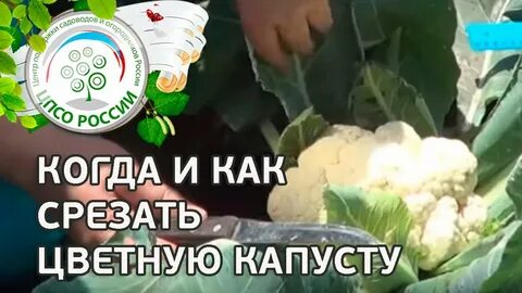 Когда срезать капусту на зиму на хранение
