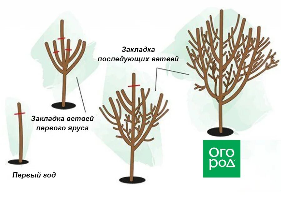 Правильно обрезать саженцы. Обрезка плодовых деревьев слива весной. Слива схема обрезки весной.