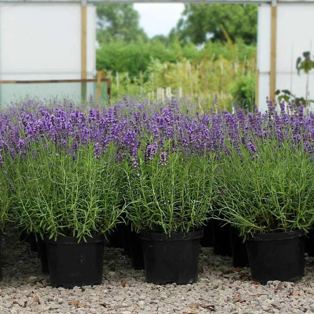Как правильно посадить лаванду куст. Лаванда узколистная hidcote. лаванда узколистная куст. лаванда узколистная хидкот (с2). лаванда элеганс перпл.