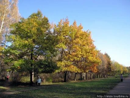 Московская дубрава