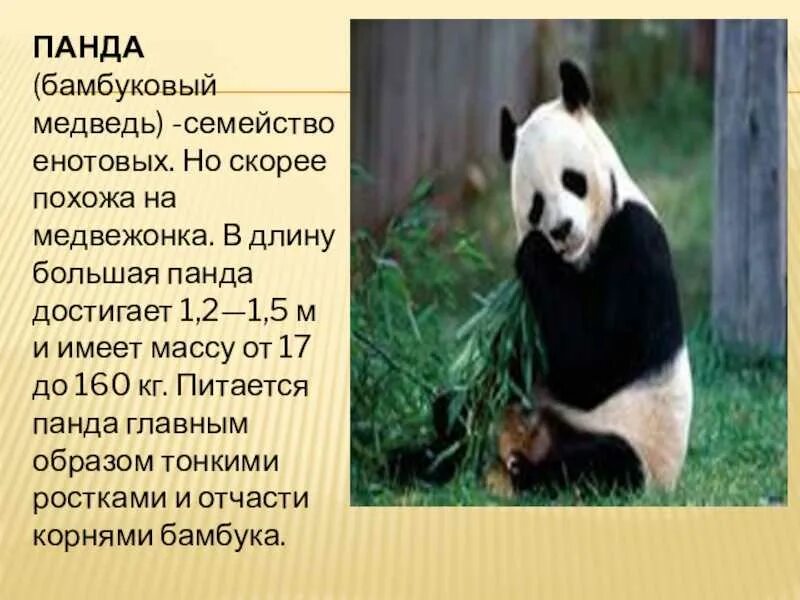 Важная информация для сообщения большая панда. Информация о панде. описание панды. сообщение о панде. доклад о большой панде.