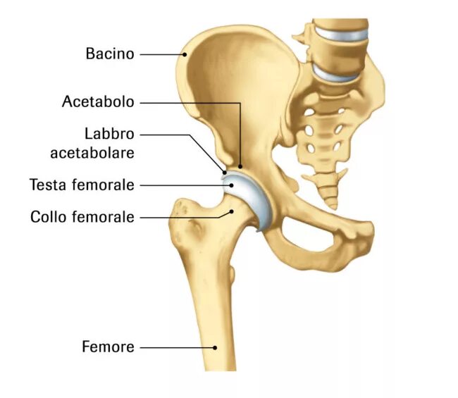 ТБС тазобедренного сустава. Вертлужная впадина тазобедренного сустава анатомия. Тазобедренный сустав анатомия человека строение и функции. Тазобедренный сустав анатомия строение. Правый бедренный сустав