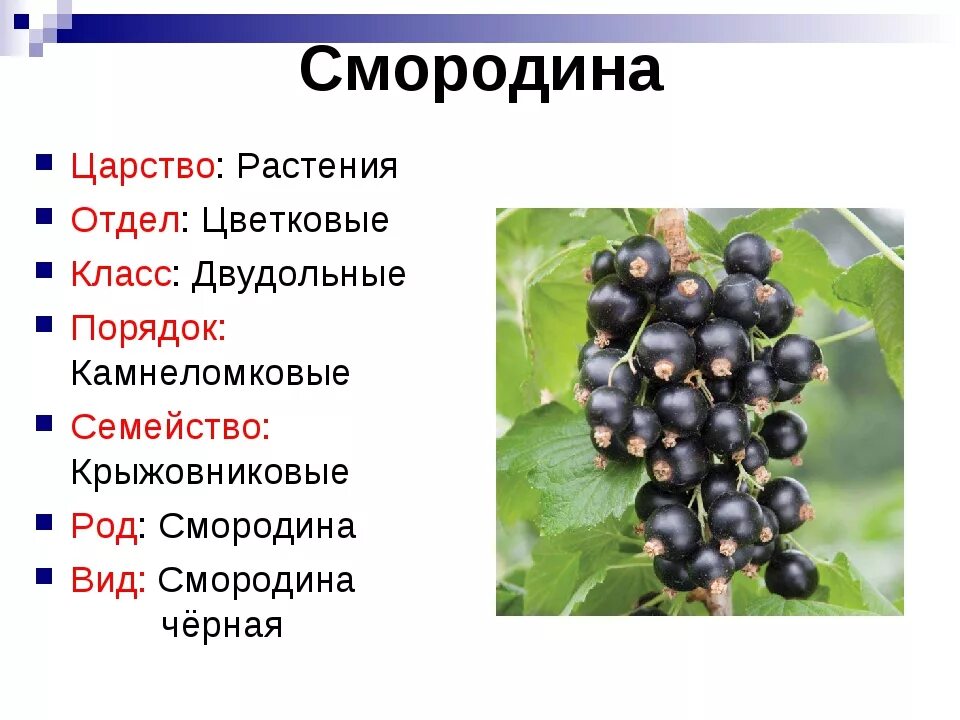 Значение роста в жизни смородины. Смородина царство отдел класс порядок семейство род вид. Классификация смородины черной. Классификация растений смородина красная. Систематика смородины черной.