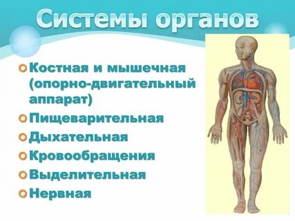 Система органов доклад