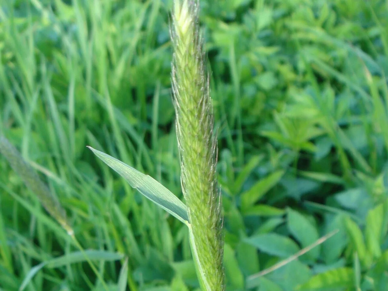 Что такое пырей. Лисохвост луговой (alopecurus pratensis).. пырей ковылелистный. пырей луговой. пырей ползучий (elytrigia repens).