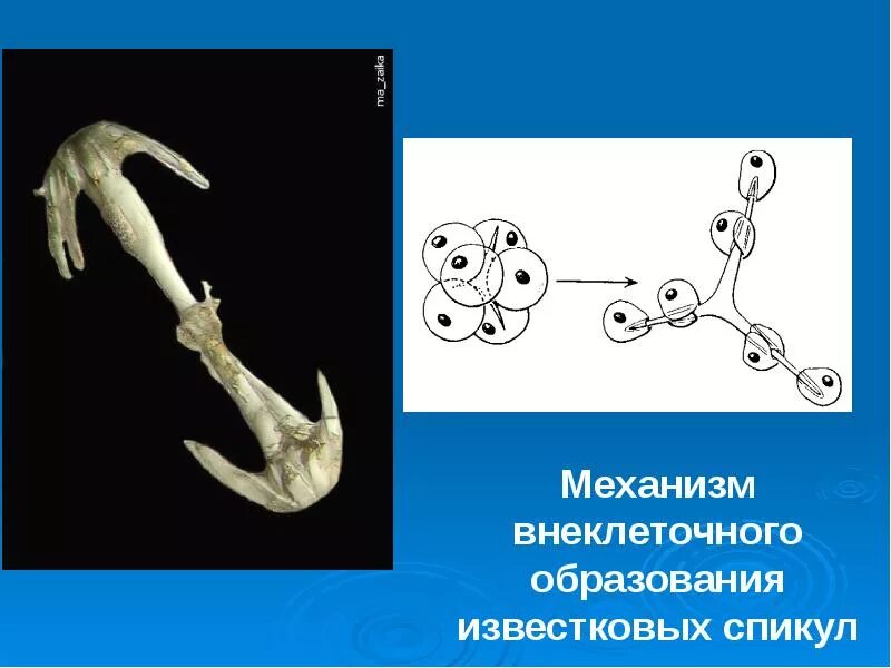 Спикулы червей. Скелет губок. Спикула это паразитология.