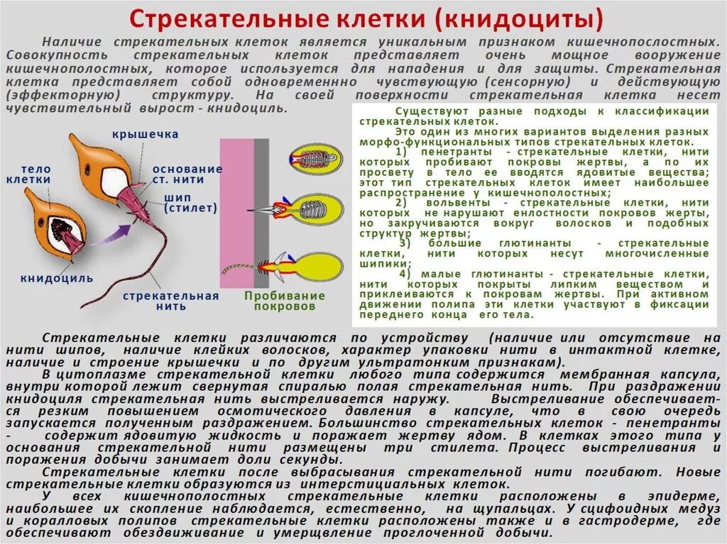 Стрекательная клетка состоит из. Виды стрекательных клеток. Наличие стрекательных клеток характерно для. Стрекательные клетки характерны. Строение стрекательной клетки.