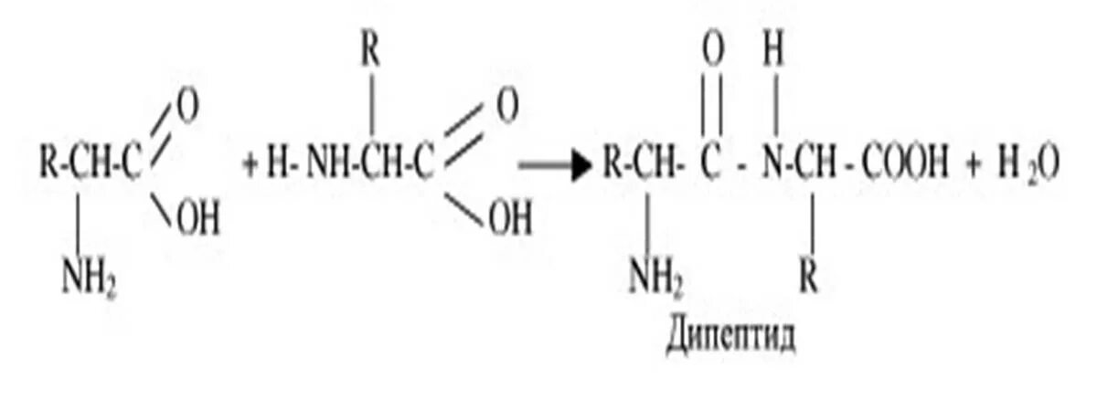 Дипептид природного происхождения. Глутамин дипептид. Схема образования дипептида. Образование дипептида из аминокислоты. Схему реакции образования дипептида.