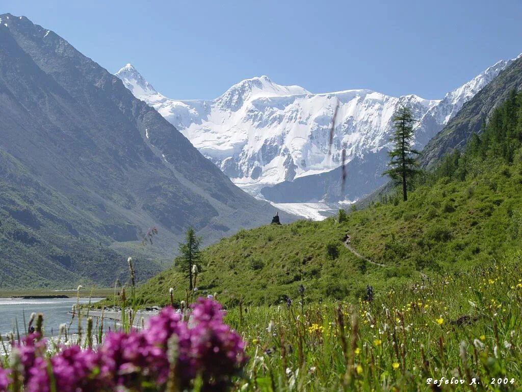 Природа Алтая гора Белуха. Алтай цветы гора Белуха. Гора Белуха Сибирь. Южная Сибирь Белуха.