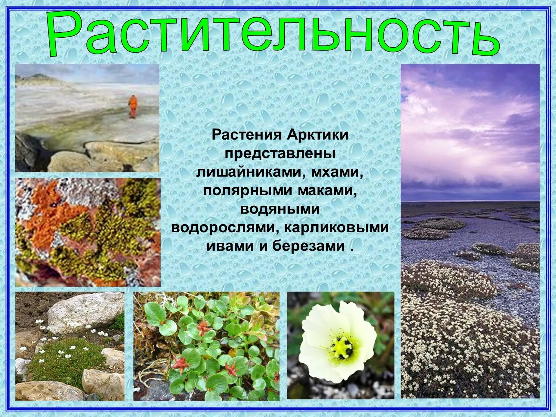 Какие растения обитают в арктической пустыне. Мхи лишайники полярный мак. растения и животные арктических и антарктических пустынь. растения в антарктических пустынях. растительный мир арктики.