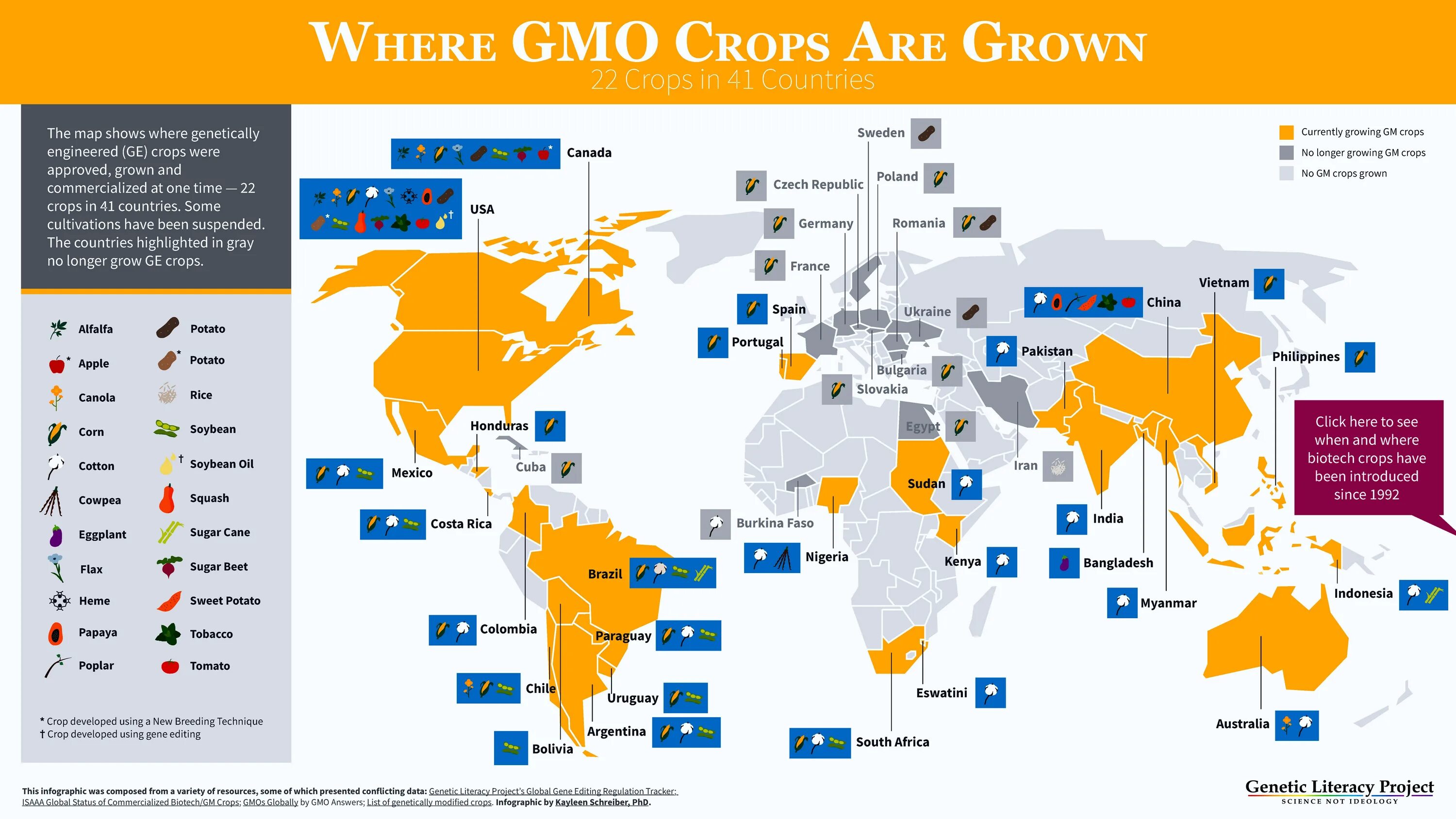 Страны выращивающие ГМО. Страны которые выращивают ГМО. Страны производители ГМО. Карта стран где разрешено ГМО. A growing country