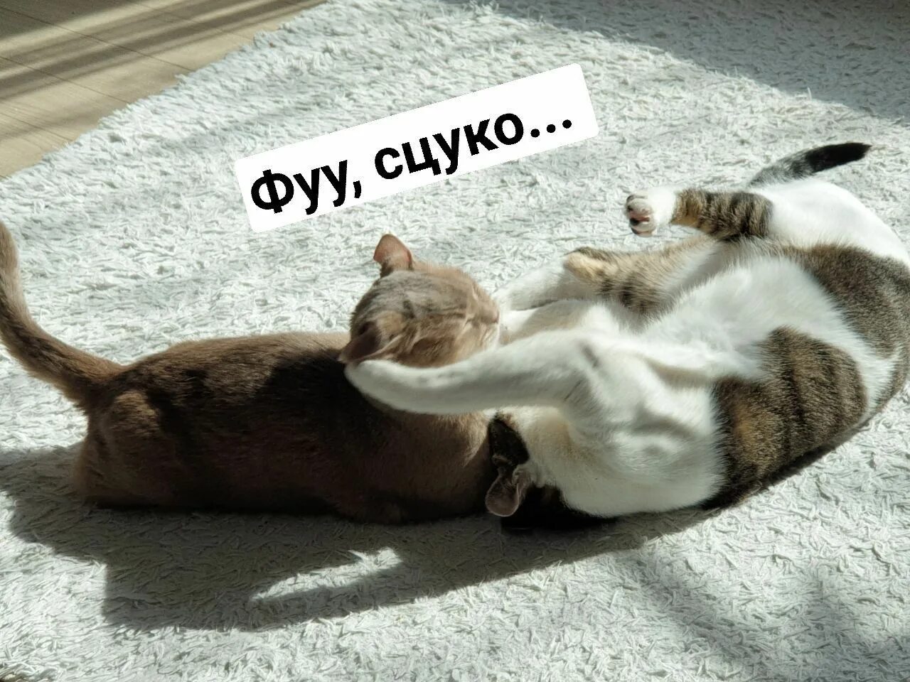 Я тебя кусь кусь. Люблю. Мемы с котами кусь. Котенок балуется. Кусь мем.