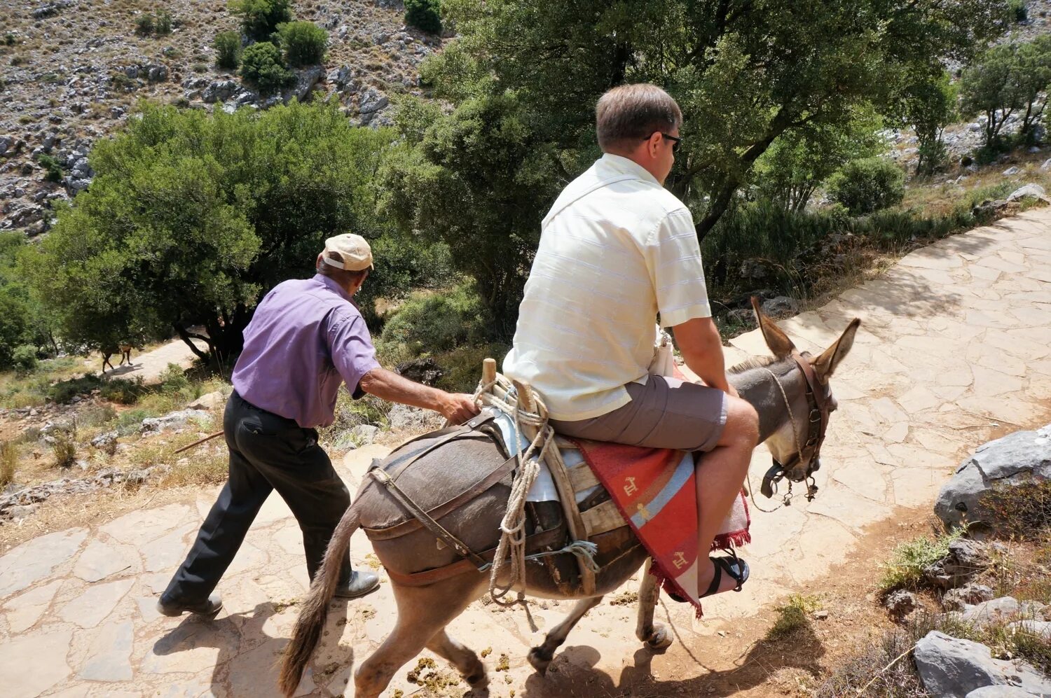 Три осла. Сбежавшего 5 лет назад осла. Сбежавшего 5 лет назад осла. Сбежавшего 5 лет назад осла. Интересные факты о ослах.