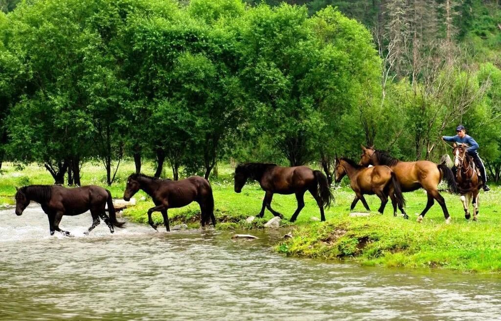 Конные прогулки горный Алтай. Конно-верхововые походы Алтай. Каракольские озера конный тур. Конные прогулки Катунь. Конюшня экскурсии