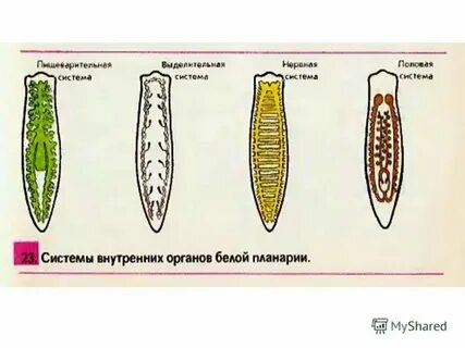 Чем различается половая система гидры и планарии