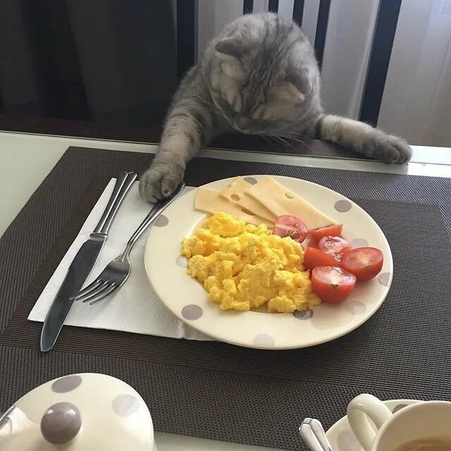 Коты и еда. Собаки обедают в ресторане. Картинки покушать. Кошки за едой. Вкусная еда приколы.