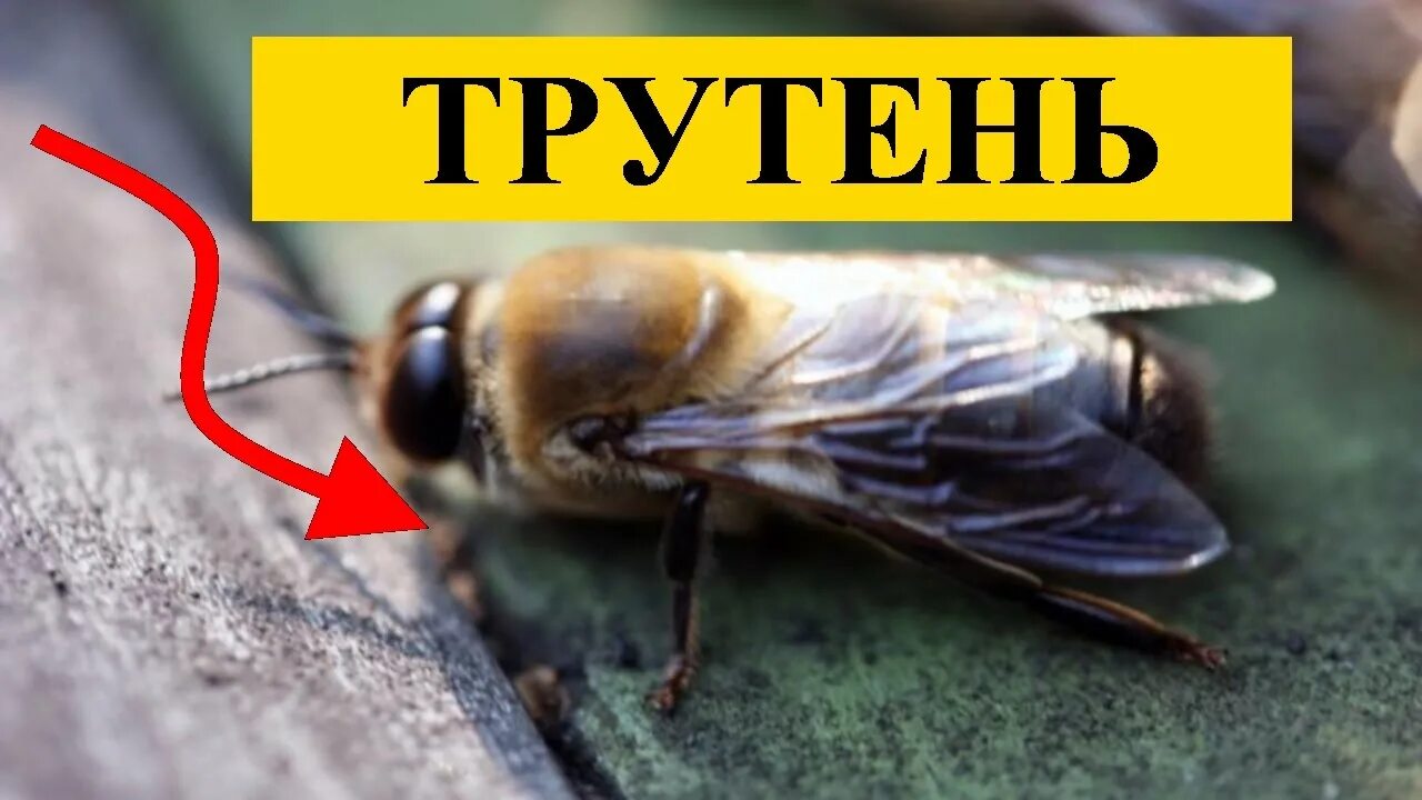 Как выглядит трутень. Трутень прикольные картинки. трутень прикол. трутень мем. фото трутня прикол.