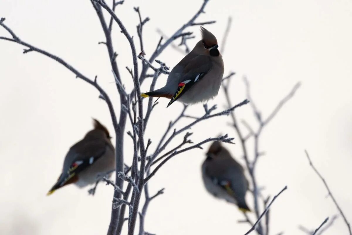 Bohemian Waxwing (Bombycilla garrulus). Birds of Siberia.