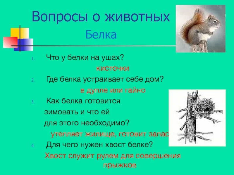 Вопросы про животных. Интересные вопросы про животных. Вопросы для викторины про животных. Вопросы и ответы о животных. Текст белки с ответами