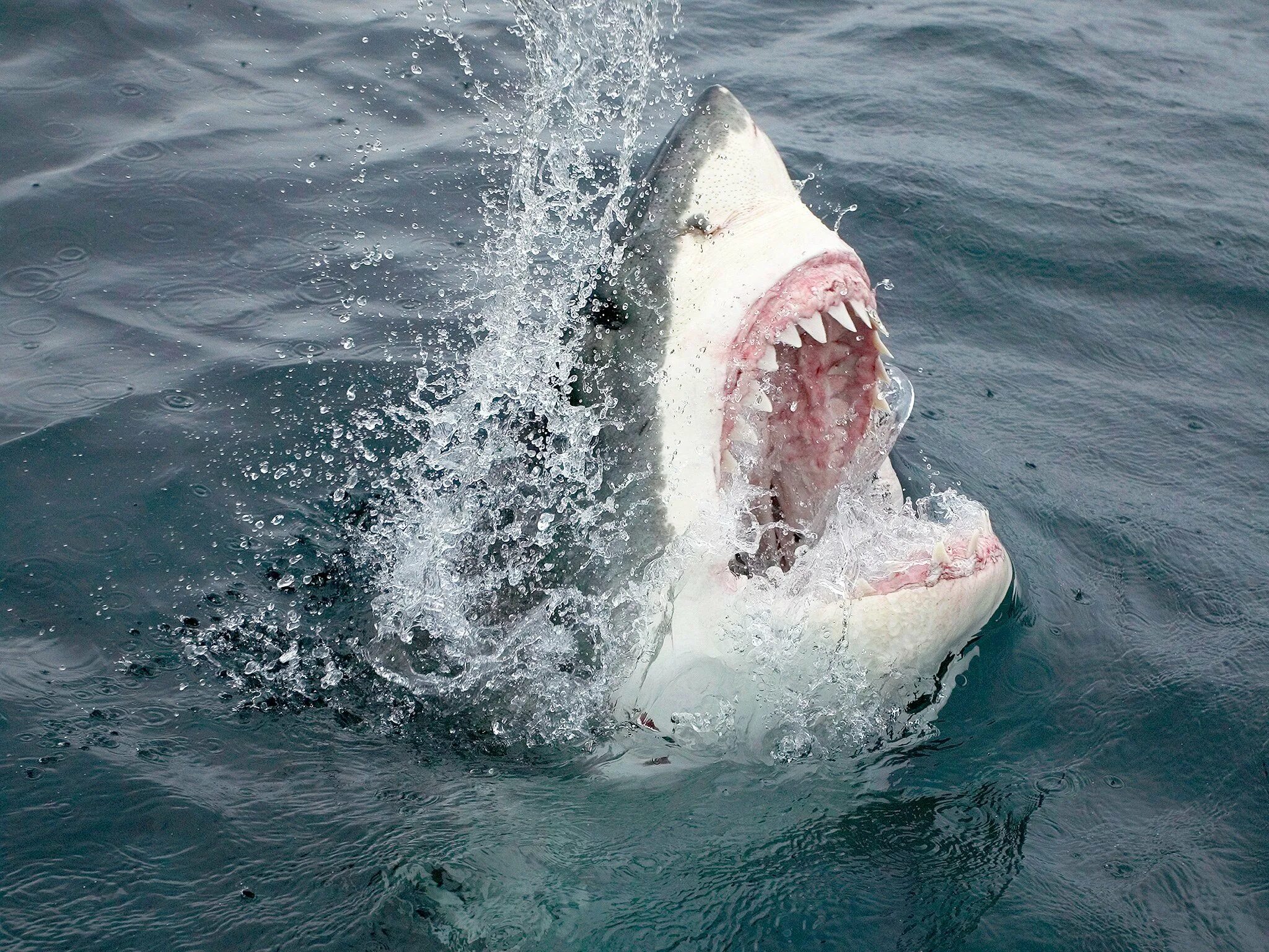 Может ли акула съесть. Белая акула дип Блю. Большая белая акула. Акула с раскрытой пастью.