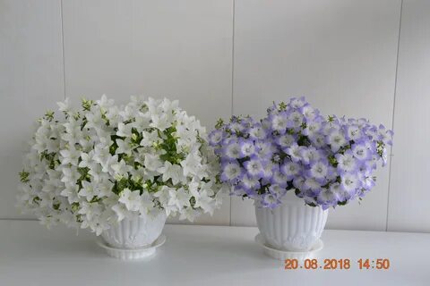 Комнатный цветок колокольчик