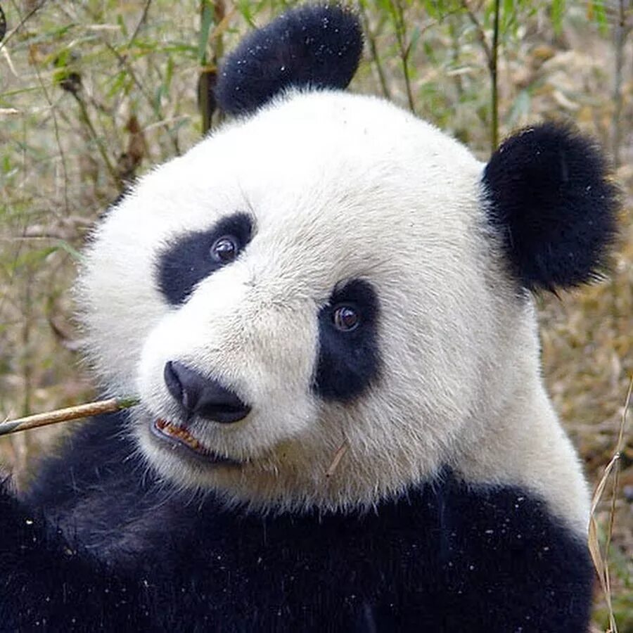 Панда без кругов. Панда. Панда без пятен. Панда без черных кругов. Панда круги под глазами.
