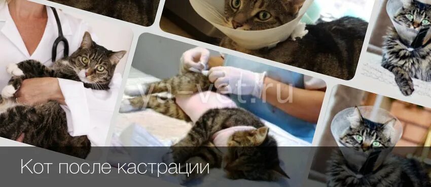 Сколько живут кастрированные коты