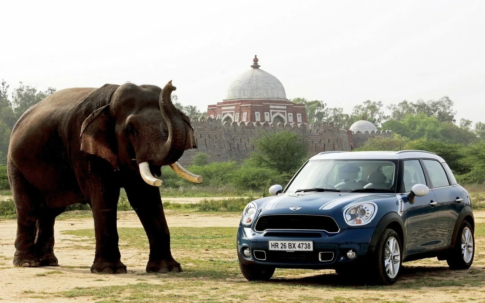 Слон автомобиль. Индийские автомобили. Слоник машина. Машины в Индии. Elephant car