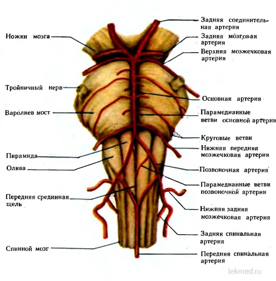 Кровоснабжение ствола мозга. Ствол головного мозга основное кровоснабжение. Кровоснабжение ствола мозга анатомия. Мозговые артерии латынь