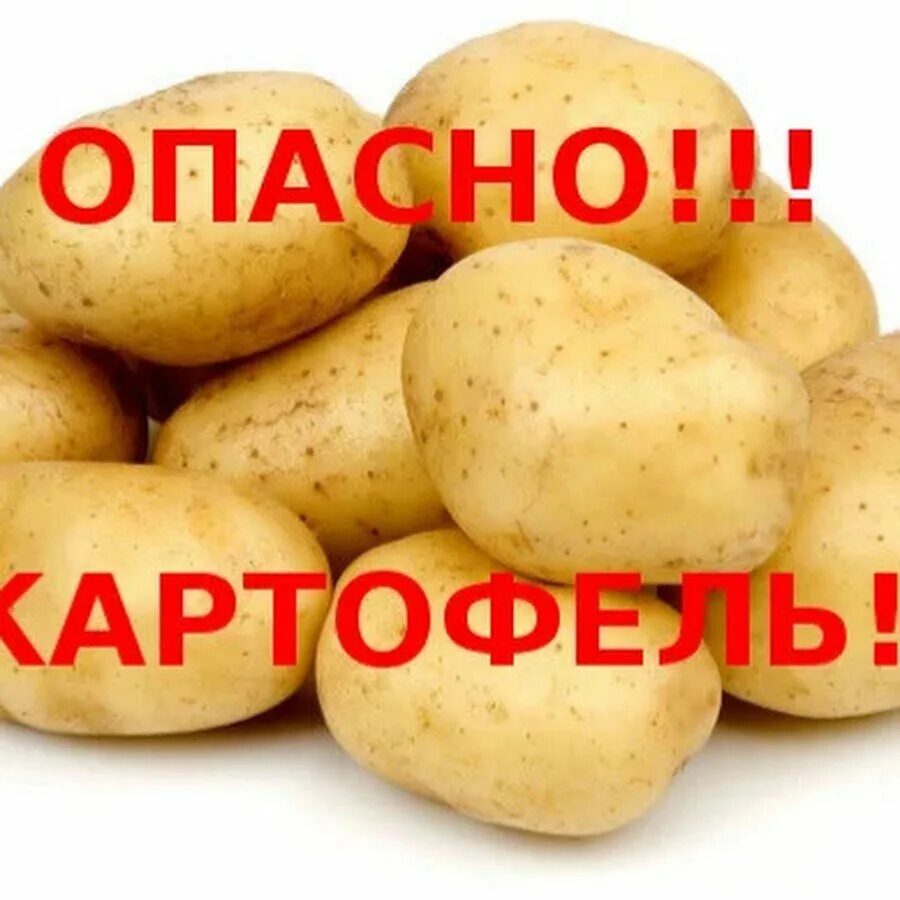 Почему нельзя есть картошку