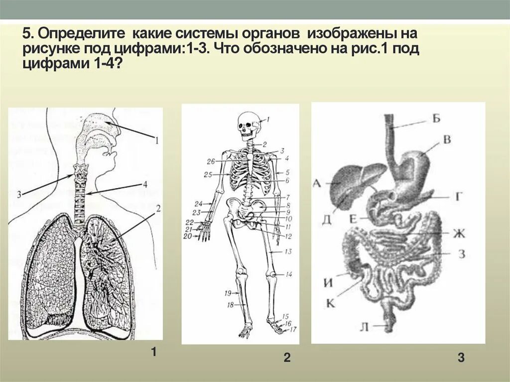 Системы органов. Рисунки Системов оргонов. Системы органов человека рисунок. Систера органов.