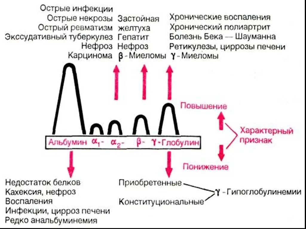 Белки плазмы фракции. Изменение соотношения белковых фракций сыворотки крови. Функции белковых фракций крови. Белковые фракции крови биохимия расшифровка. Электрофорез белков сыворотки норма.